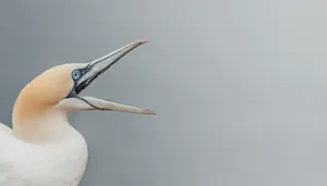 What is the best thing to say to inspire a bird? image