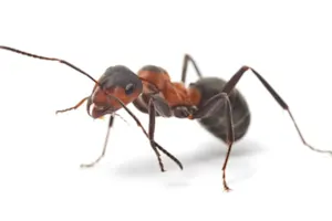 What is the biggest ant in the world? image