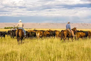 What is the easiest way to count a herd of cattle? image