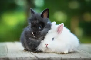 What is the most important grooming habit for a rabbit? image
