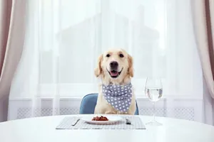 What is the only kind of dog you can eat? image