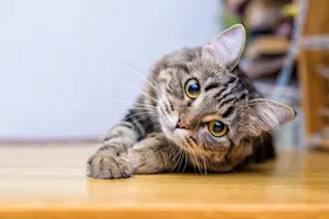 What is the unluckiest type of cat? image