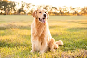 What is time's favorite breed of dog? image