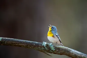 What kind of bird is always on pitch in choir? image