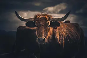 What kind of bull doesn't have horns? image