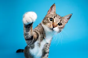 What kind of cat has to crawl everywhere he goes? image