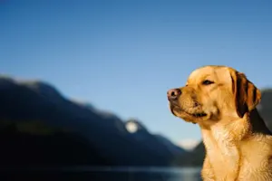What kind of dog wears a uniform and medals? image