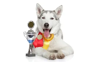 What kind of dogs do the best at the Olympic® winter games? image