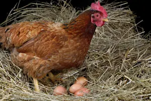 What kind of egg did the evil chicken lay? image