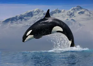 What kind of music do killer whales listen to? image