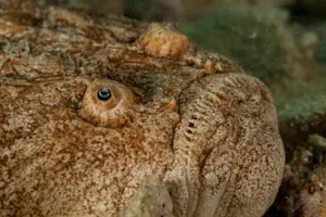 What lives in the ocean, is grouchy, and hates neighbors? image