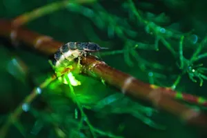 What makes a glow worm glow? image