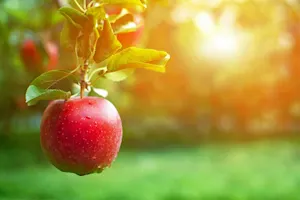 What reads and lives in an apple? image