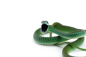 What's a snake's strongest subject in school? image