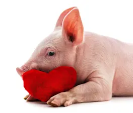 What should you say to a pig on February 14th? image
