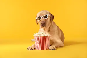 What snack did the dog buy at the movie theater? image