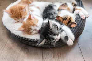 What song do kittens play to fall asleep? image