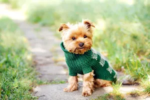 What sort of clothes does a pet dog wear? image
