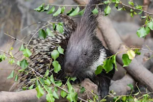 What sound do porcupines make when they kiss? image