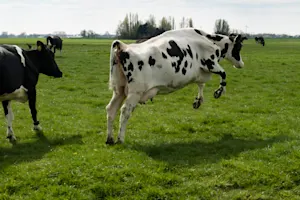 What sound do you hear when a cow breaks the sound barrier? image