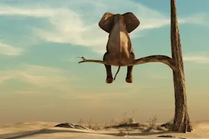 What sound does a grape make when an elephant steps on it? image