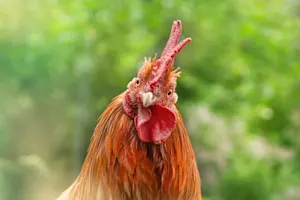 What spices do chickens love to put on their food? image