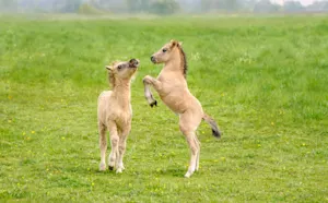 What sport do horses love to play? image