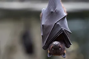 What type of bat doesn't fly? image
