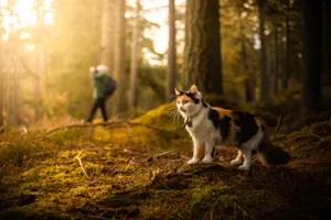 What type of cat loves to go on hikes? image