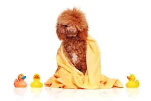 What type of dog loves to take showers? image