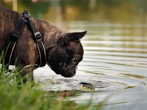 What type of fishing are dogs best at? image