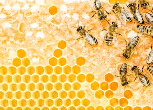 What's a bee's favorite Disney® movie? image