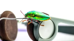 What's a bug's favorite Frank Sinatra song? image