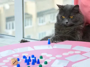 What's a cat's favorite board game? image