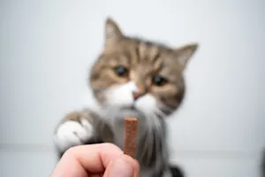 What's a cat's favorite snack? image