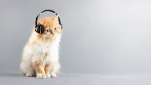 What's a cat's favorite song? image