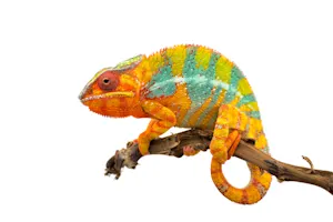 What's a chameleon's favorite issue to talk about? image