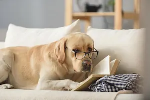 What's a dog's favorite book? image