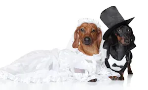 What's a dog's favorite dance at a wedding? image