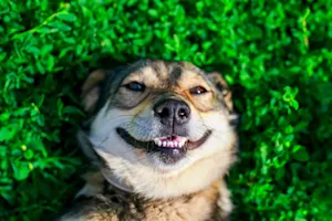 What's a dog's favorite tooth? image