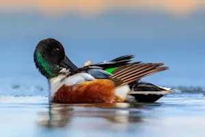 What's a duck's favorite ballet? image