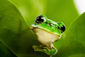 What's a frog's favorite sport? image