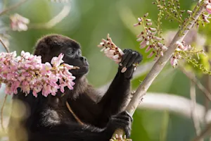 What's a monkey's favorite flower? image