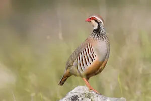 What's a partridge's favorite fruit? image