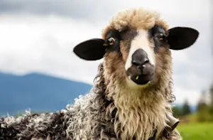 What's a sheep's preferred type of clothing? image