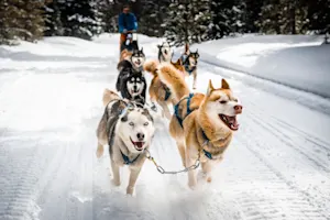 What's a sled dog's favorite snack? image