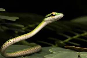 What's a snake's favorite subject in school? image