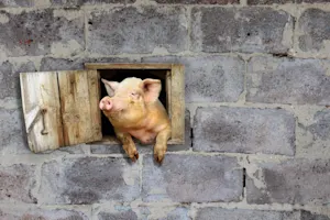 What's a southern pig's favorite form of cooking? image