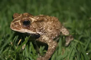 What's a toad's favorite sweet? image