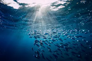 What's a tuna's favorite game? image